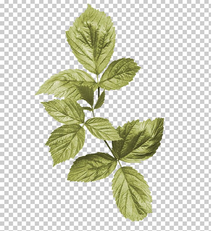 Leaf Flower Plant Stem PNG, Clipart, Beefsteak Plant, Flower, Flower Bouquet, Garden Roses, Herb Free PNG Download