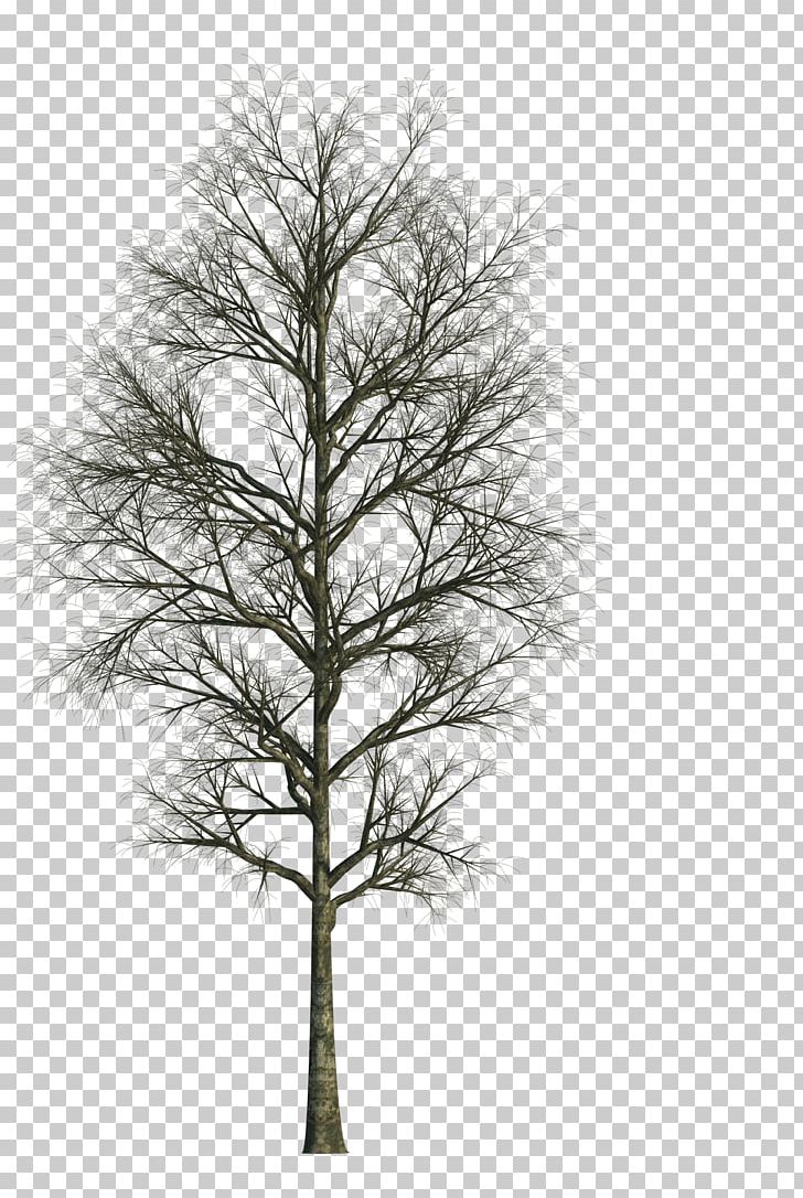 Tree Architecture Building Architectural Drawing PNG, Clipart, Architect, Architectural Drawing, Architecture, Baum, Bilder Free PNG Download