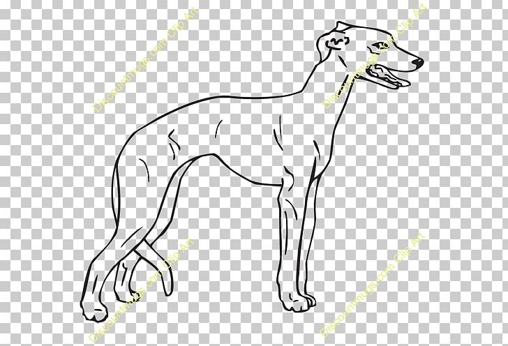 Whippet Italian Greyhound Spanish Greyhound Sloughi Dog Breed PNG, Clipart, 08626, Artwork, Black, Black And White, Breed Free PNG Download