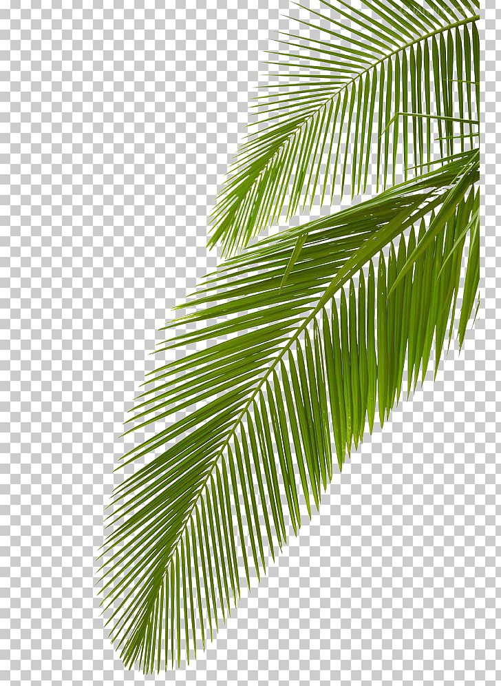 Arecaceae Leaf Stock Photography Palm Branch PNG, Clipart, Arecaceae, Arecales, Coconut, Green, Green Leaf Free PNG Download