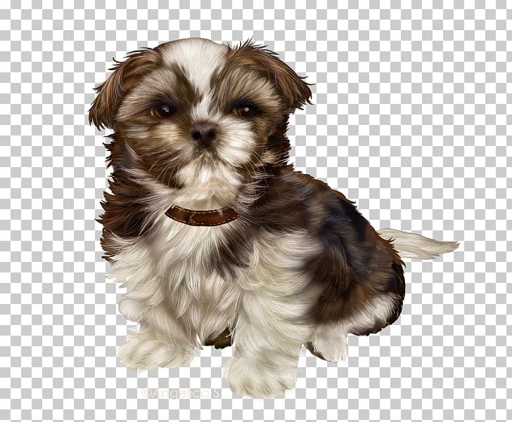 Morkie Puppy Schnoodle Little Lion Dog Shih Tzu PNG, Clipart, Animals, Breed Group Dog, Carnivoran, Companion Dog, Dog Breed Free PNG Download