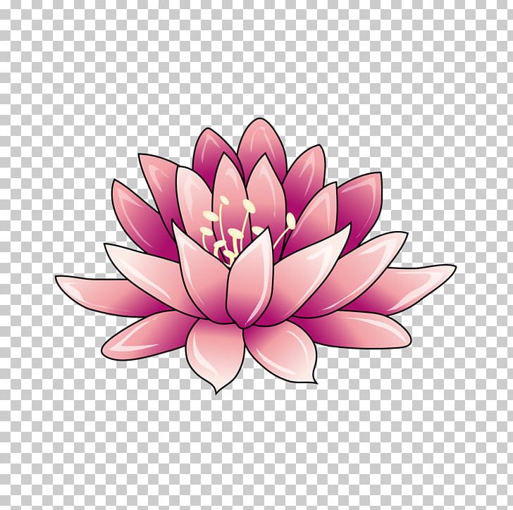 Nelumbo Nucifera Drawing Petal PNG, Clipart, Aquatic Plant, Aquatic Plants, Cartoon, Color, Drawing Free PNG Download