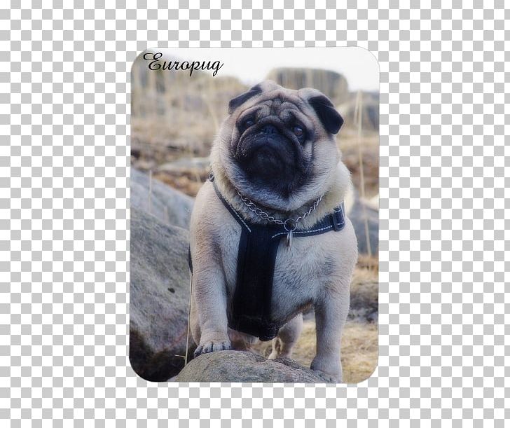 Pug Dog Breed Puppy Samsung Toy Dog PNG, Clipart, Animals, Breed, Carnivoran, Dog, Dog Breed Free PNG Download