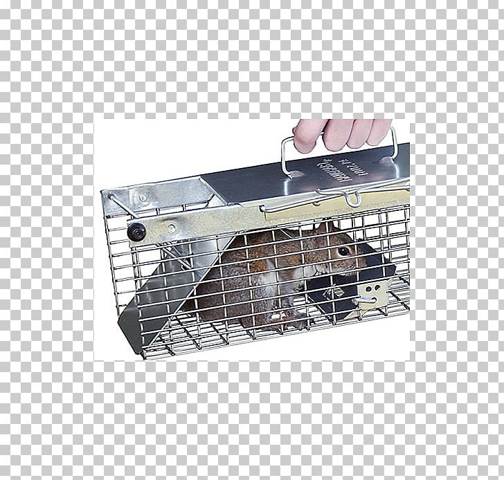 Squirrel Rodent Trapping Rat Chipmunk PNG, Clipart, Angle, Animal, Animals, Bait, Cage Free PNG Download