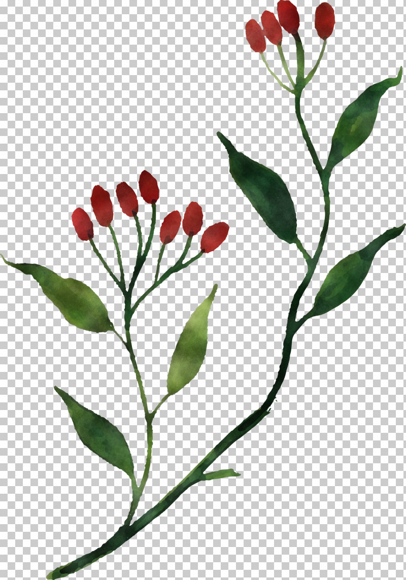 Rose PNG, Clipart, Biology, Bud, Flora, Flower, Leaf Free PNG Download