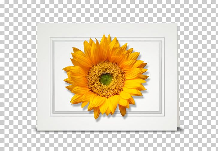 Common Sunflower Petal Daisy Family Cottage PNG, Clipart, Animal, Common Sunflower, Cottage, Daisy Family, Family Free PNG Download