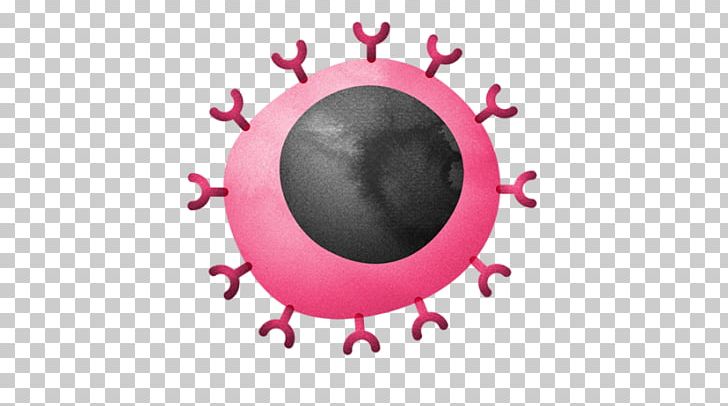 Cytotoxic T Cell T Helper Cell Immune System PNG, Clipart, Antibody, Antigen, Big, Cell, Cell Surface Receptor Free PNG Download