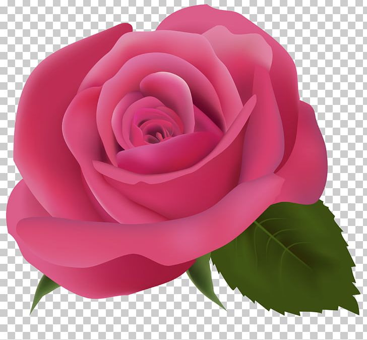 Pink PNG, Clipart, Adobe Illustrator, China Rose, Clip, Color, Cut Flowers Free PNG Download