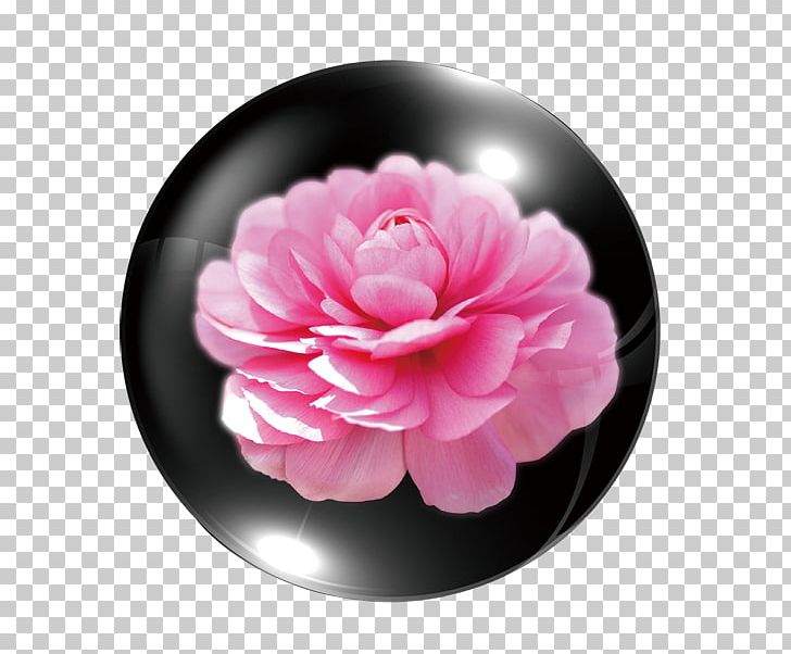 Ranunculus Asiaticus Pink Flowers Pink Flowers PNG, Clipart, About, About Qixi Festival, Background, Black, Christmas Decoration Free PNG Download