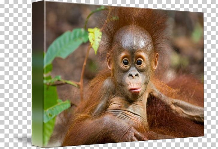 Chimpanzee Borneo Primate Bornean Orangutan Sumatran Orangutan PNG, Clipart, Animal, Animals, Ape, Bornean Orangutan, Borneo Free PNG Download