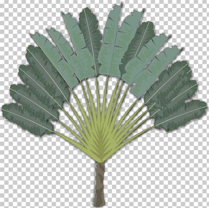 Palm Trees Portable Network Graphics Ravenala Madagascariensis Desktop PNG, Clipart, Angel Wing, Arecales, Computer Icons, Decorative Fan, Desktop Wallpaper Free PNG Download