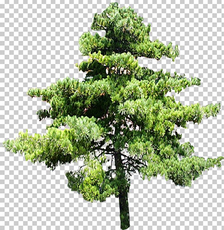 Tree PNG, Clipart, Animation, Branch, Clip Art, Computer Software, Conifer Free PNG Download
