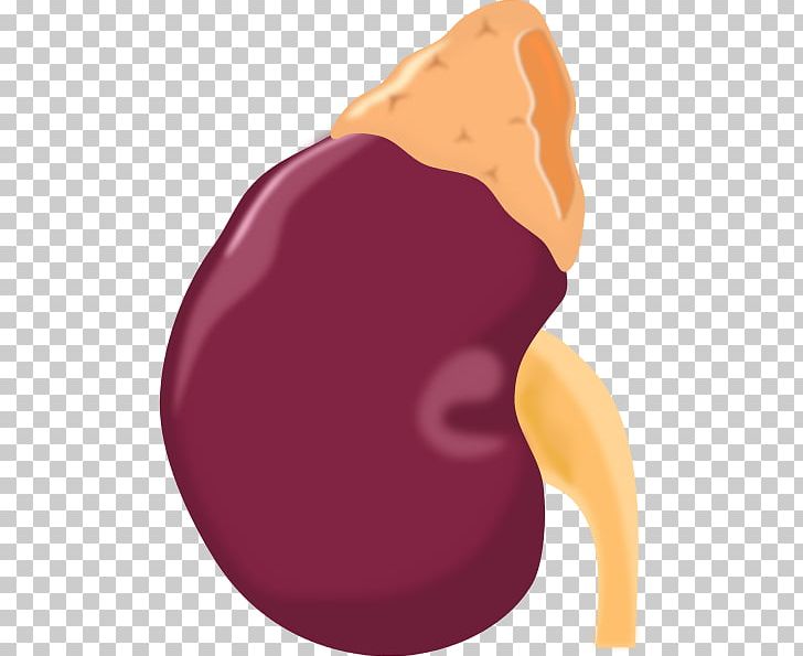 Adrenal Gland Computer Icons Kidney PNG, Clipart, Adrenal Gland, Computer Icons, Gland, Health, Heart Free PNG Download