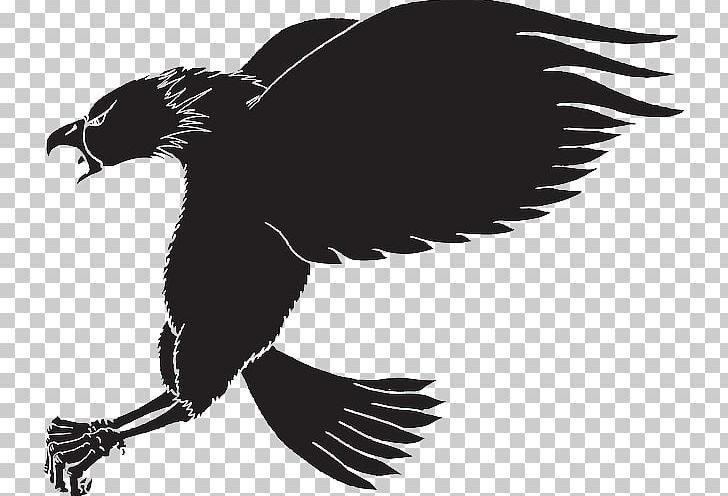 Bird Bald Eagle PNG, Clipart, Animals, Art, Bald Eagle, Beak, Bird Free PNG Download
