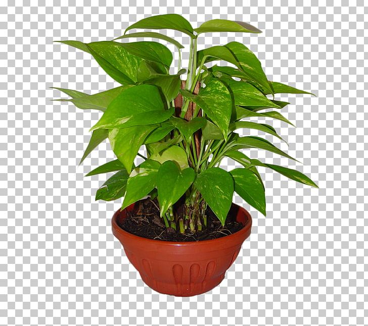 Houseplant Flowerpot Ornamental Plant PNG, Clipart, Company, Cut Flowers, Evergreen, Evergreen Marine Corp, Flower Free PNG Download