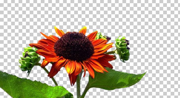 Common Sunflower Transvaal Daisy PNG, Clipart, Annual Plant, Chrysanthemum, Common Sunflower, Creat, Creative Free PNG Download