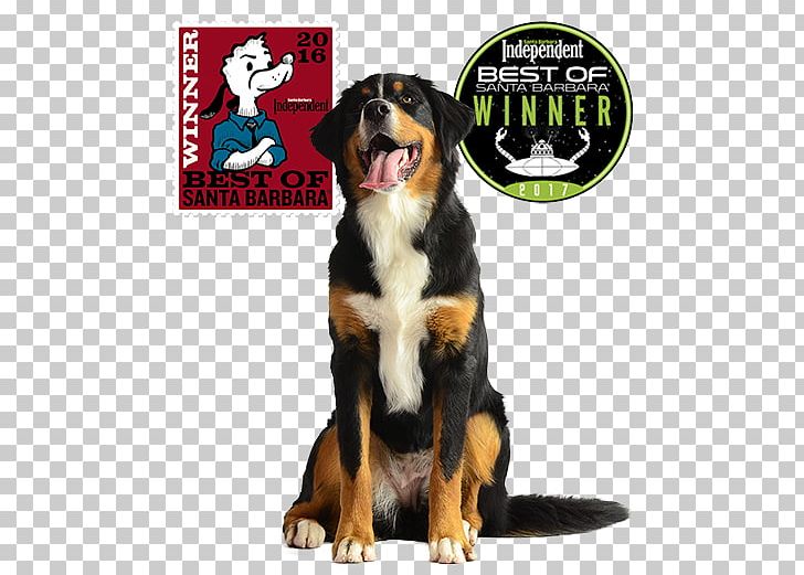 Dog Breed Greater Swiss Mountain Dog Bernese Mountain Dog Entlebucher Mountain Dog Puppy PNG, Clipart, Animals, Bernese Mountain Dog, Carnivoran, Dog, Dog Breed Free PNG Download