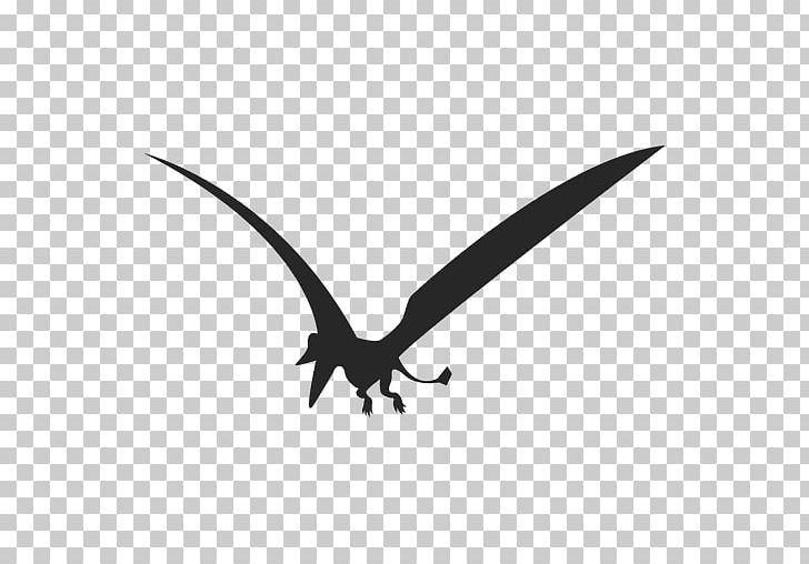Eudimorphodon Pterosaurs Dinosaur PNG, Clipart, Animal, Beak, Bird, Black And White, Dinosaur Free PNG Download