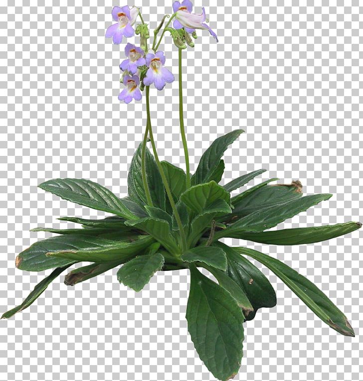 Herbalism Bellflower Violet Herbaceous Plant PNG, Clipart, Bellflower, Bellflower Family, Common Sage, Family, Flower Free PNG Download