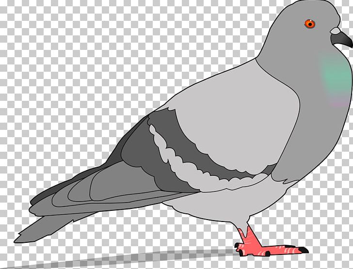 Homing Pigeon Columbidae Bird PNG, Clipart, Animals, Beak, Bird, Charadriiformes, Clip Art Free PNG Download
