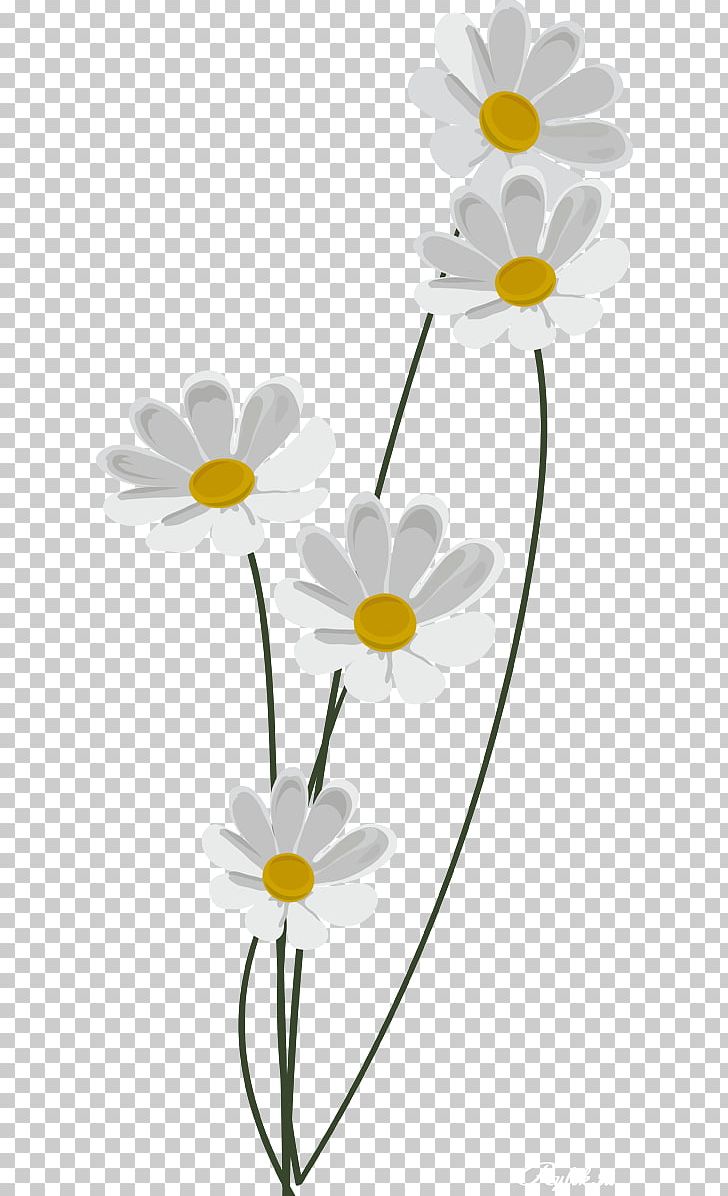 Matricaria PhotoScape Information PNG, Clipart, Animation, Camomile, Chamaemelum Nobile, Chamomile, Daisy Free PNG Download
