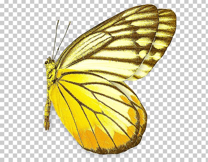 Monarch Butterfly Moth Pieridae PNG, Clipart, Animal, Arthropod, Brush Footed Butterfly, Butterflies And Moths, Butterfly Free PNG Download