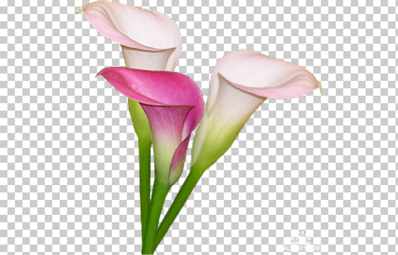Giant White Arum Lily Flower Pink Petal Arum PNG, Clipart, Arum, Cut Flowers, Flower, Giant White Arum Lily, Petal Free PNG Download