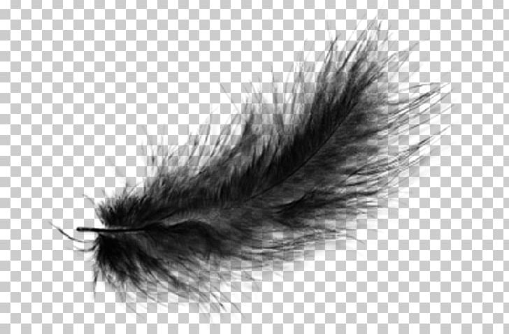 Black And White Feather PNG, Clipart, Animals, Bird, Black, Black And White, Closeup Free PNG Download