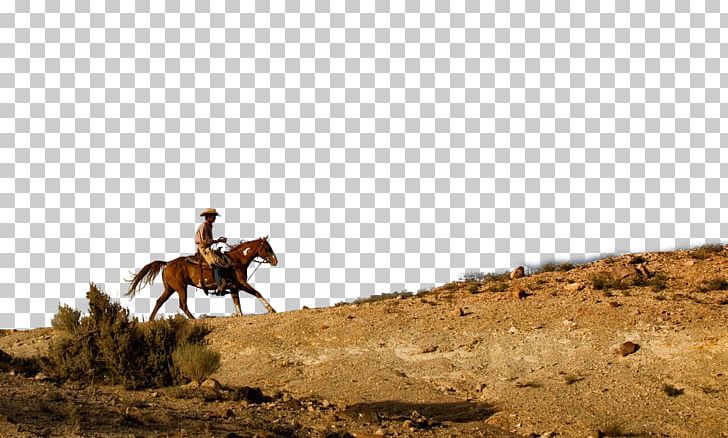 Horse Waggoner Ranch Cowboy Cattle PNG, Clipart, Adventure, Animals, Bridle, Cowboy, Cowboy Hat Free PNG Download