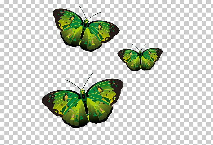 Monarch Butterfly Pieridae PNG, Clipart, Arthropod, Background Green, Brush Footed Butterfly, Butterfly, Butterfly Vector Free PNG Download