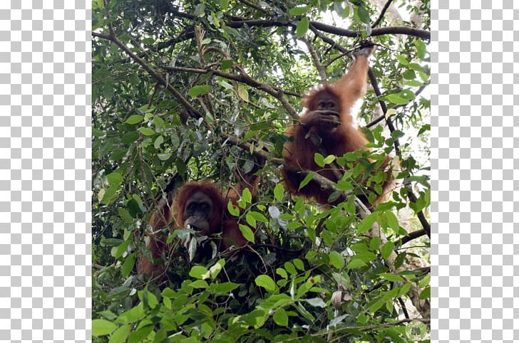 Orangutan Sumatra Jungle Trek Bukit Lawang-Jungle Trekking Nature Reserve Monkey PNG, Clipart, Animals, Ape, Bukit Lawang, Fauna, Flora Free PNG Download