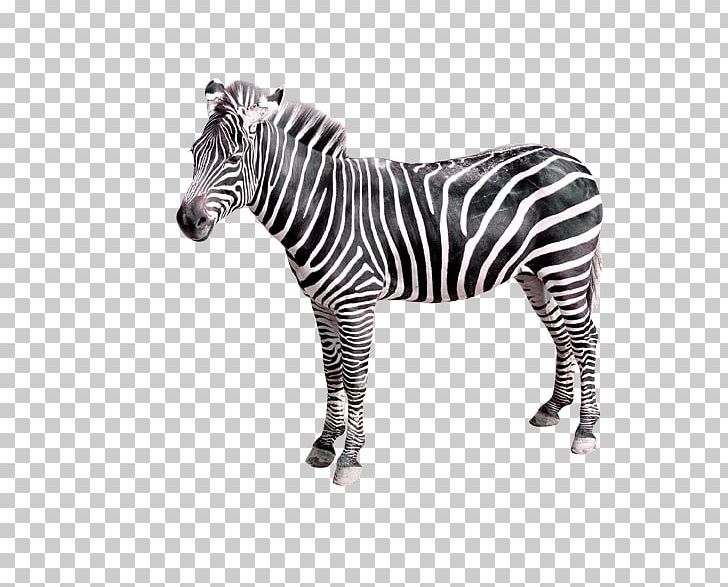 Quagga Zebra Creativity PNG, Clipart, Animals, Black, Black And White, Black And White Zebra, Cartoon Free PNG Download