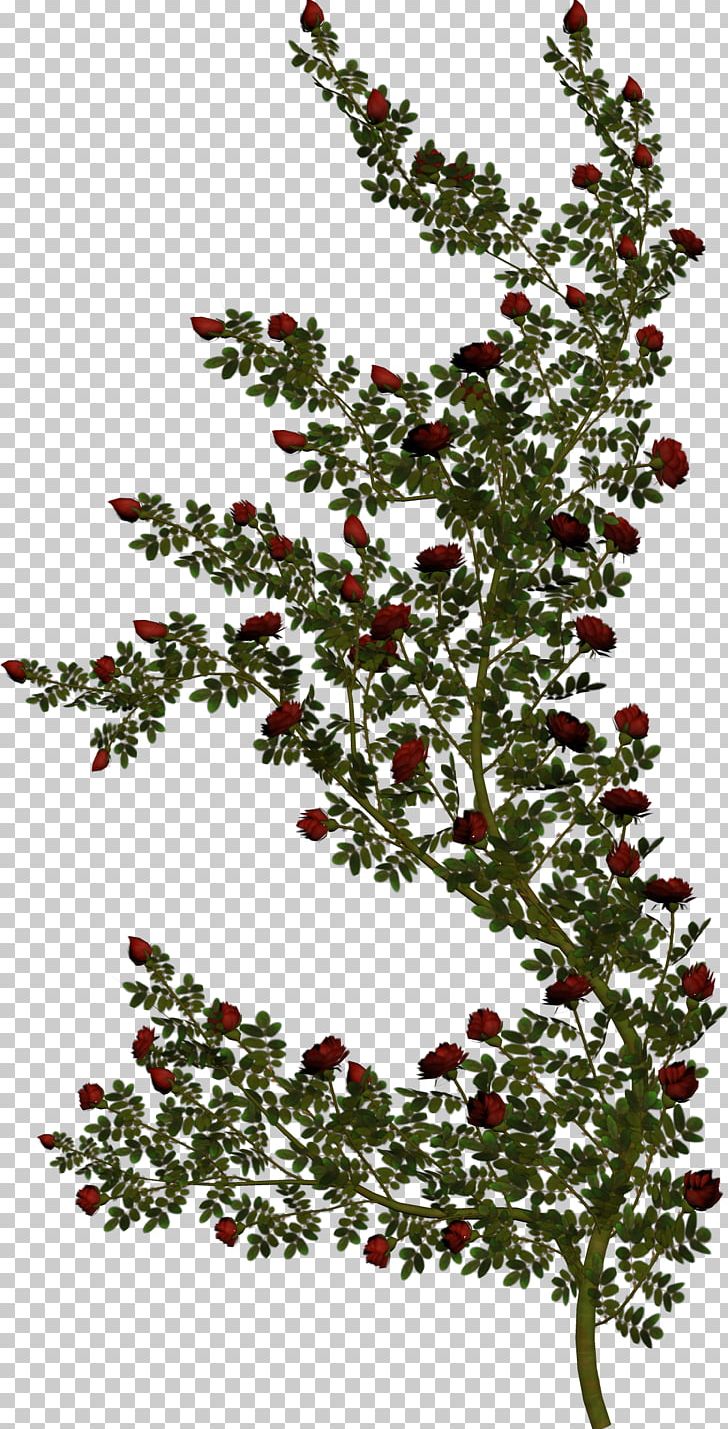 Stock Photography Rose Vine Green PNG, Clipart, Aquifoliaceae, Aquifoliales, Branch, Christmas Decoration, Christmas Tree Free PNG Download