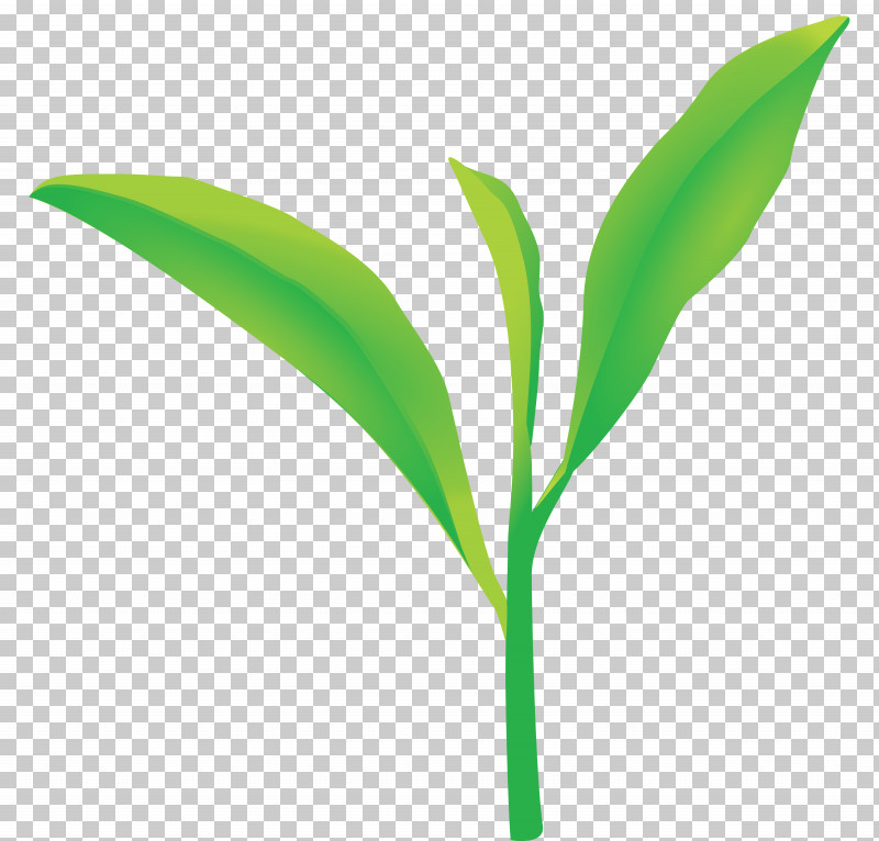 Tea Leaves Leaf Spring PNG, Clipart, Flower, Grass, Green, Leaf, Lily Of The Valley Free PNG Download