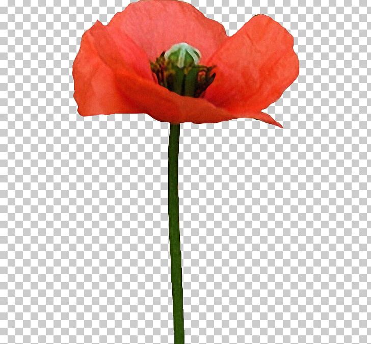 Common Poppy Flower PNG, Clipart, Cicek, Cicek Resimleri, Common Poppy, Coquelicot, Cut Flowers Free PNG Download