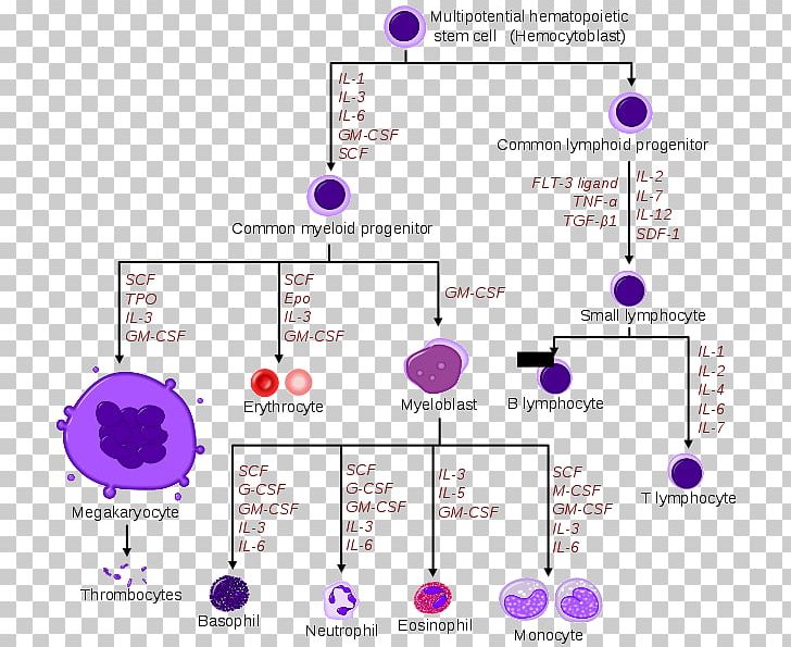 Haematopoiesis Hematopoietic Stem Cell Hemopoietic Growth Factor PNG, Clipart, Angle, Area, Blood, Blood Cell, Cell Free PNG Download