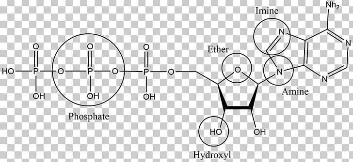 Organic Chemistry: Structure And Function Functional Group Amine Organic Compound PNG, Clipart, Angle, Aspirin, Auto Part, Chemistry, Hydrolysis Free PNG Download