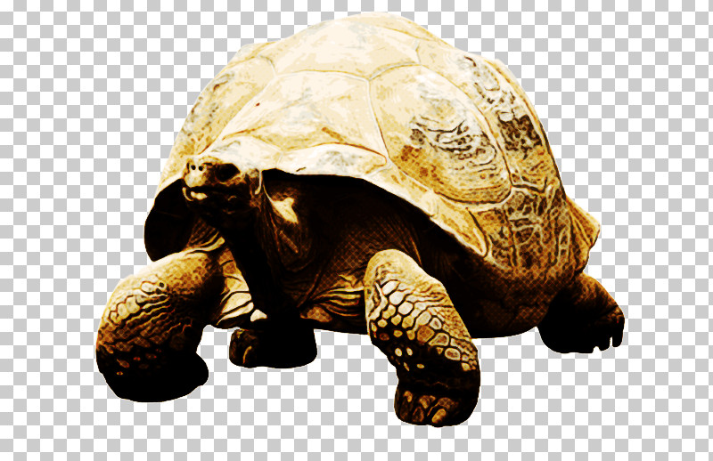 Tortoise Box Turtles Turtles Sea Turtles Sea PNG, Clipart, Biology, Box Turtles, Science, Sea, Sea Turtles Free PNG Download