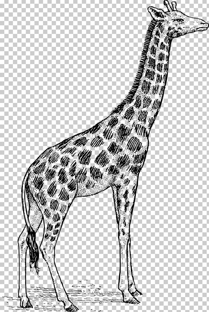 Baby Giraffes Drawing Art PNG, Clipart, Animals, Art, Artist, Baby Giraffes, Black And White Free PNG Download