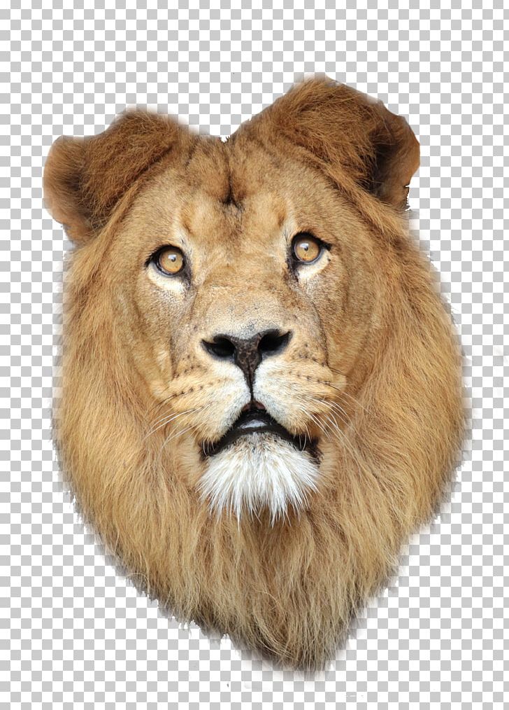 East African Lion Lionhead Rabbit PNG, Clipart, Animal, Animals, Beast, Big Cats, Carnivoran Free PNG Download