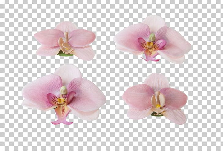 Flower Orchids Pond Garden Plant PNG, Clipart, Cut Flowers, Floating, Flower, Flowering Plant, Garden Free PNG Download