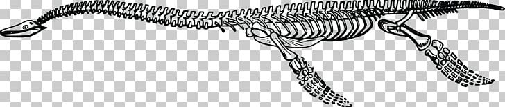 Tyrannosaurus Plesiosauria Dinosaur Plesiosaurus Skeleton PNG, Clipart, Black And White, Bone, Carnivoran, Dinosaur, Fact Free PNG Download