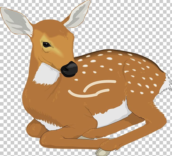 White-tailed Deer PNG, Clipart, Animal, Animals, Brown, Brown Background, Brown Rice Free PNG Download