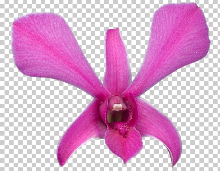 Belur Math Moth Orchids Cattleya Orchids Sarada Uchiha Plant PNG, Clipart, Belur Math, Cattleya, Cattleya Orchids, Darshan, Email Free PNG Download