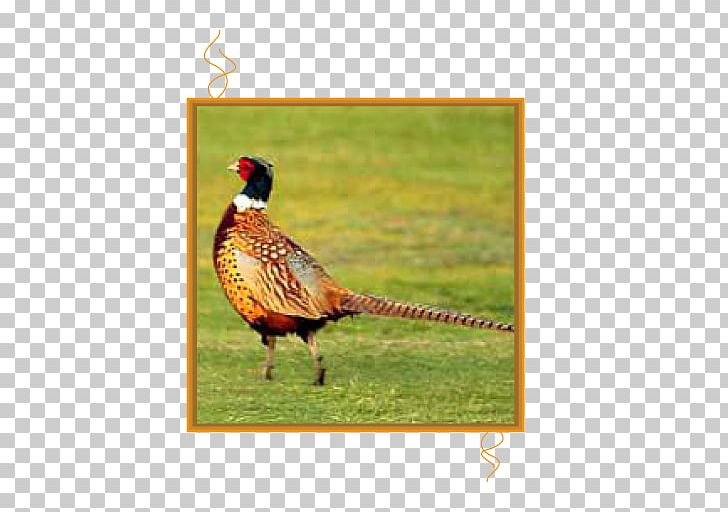 Bird Ring-necked Pheasant Partridge Chicken PNG, Clipart, Animals, Beak, Bird, Birds Eye View Burger, Chicken Free PNG Download