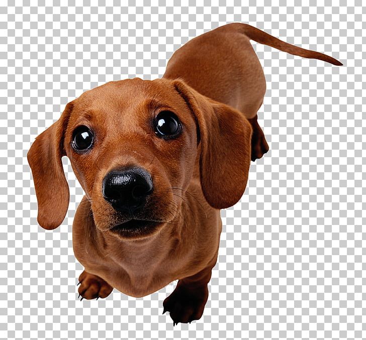 Dachshund Puppy Beagle Yorkshire Terrier Harrier PNG, Clipart, Animals, Bark, Beagle, Carnivoran, Companion Dog Free PNG Download