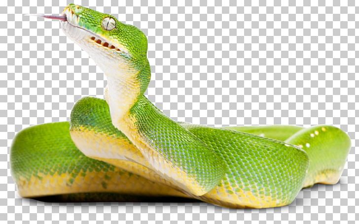 Green Tree Python Snake Crocodiles Photography PNG, Clipart, Animals, Boa Constrictor, Boas, Cobra, Crocodile Free PNG Download