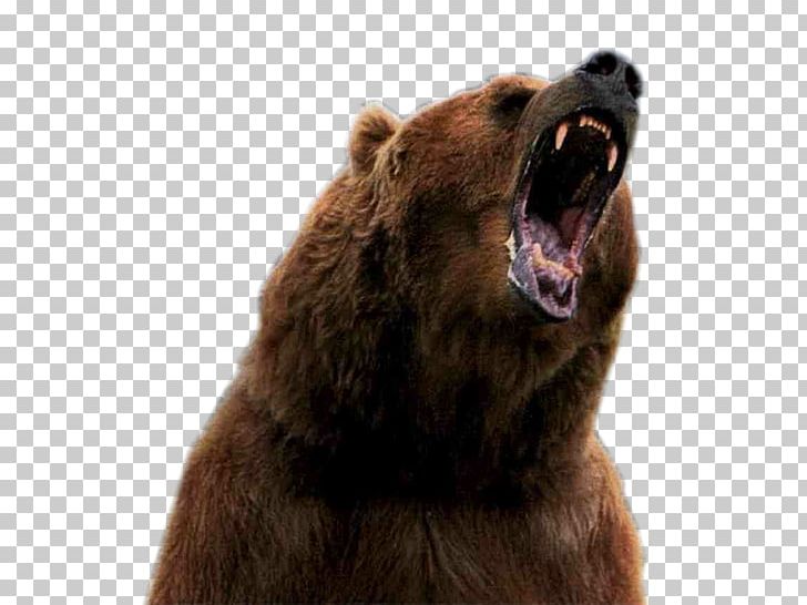 Hugh Glass: Grizzly Survivor Grizzly Bear Lord Grizzly French Coinche PNG, Clipart, Animal, Animals, Animated, Bear, Bear Attack Free PNG Download