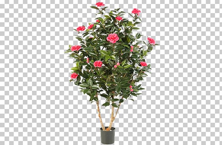 Japanese Camellia Flower Plant Shrub Rose PNG, Clipart, Artificial Flower, Branch, Camellia, Cut Flowers, Evergreen Free PNG Download