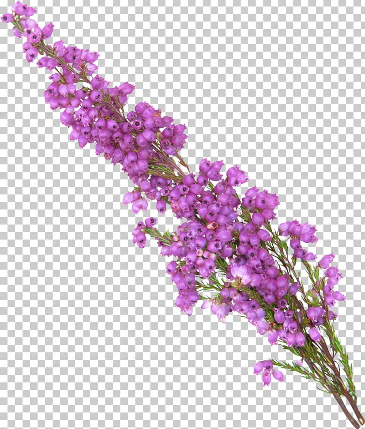 Lavender Purple Violet PNG, Clipart, Art, Blossom, Branch, Cut Flowers, Flower Free PNG Download